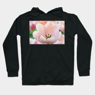 Tulipa  &#39;Ollioules&#39;  AGM   Darwin Hybrid Group  Tulip Hoodie